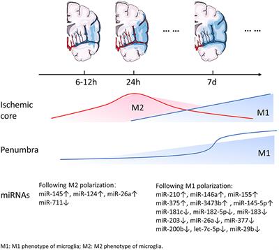 Neuroinflammation in Ischemic Stroke: Focus on MicroRNA-mediated Polarization of Microglia